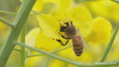 蜜蜂油菜花实拍镜头